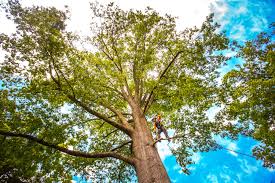 Soil Testing and Treatment in Stallings, NC