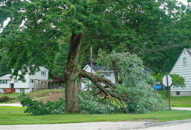 Best Tree Mulching  in Stallings, NC